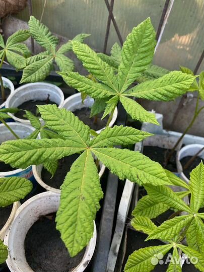 Саженцы каштана