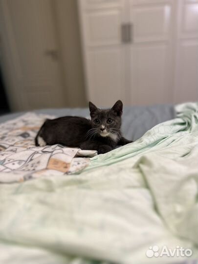 Котенок в дар бесплатно