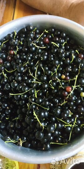 Черная смородина и вишня войлочная