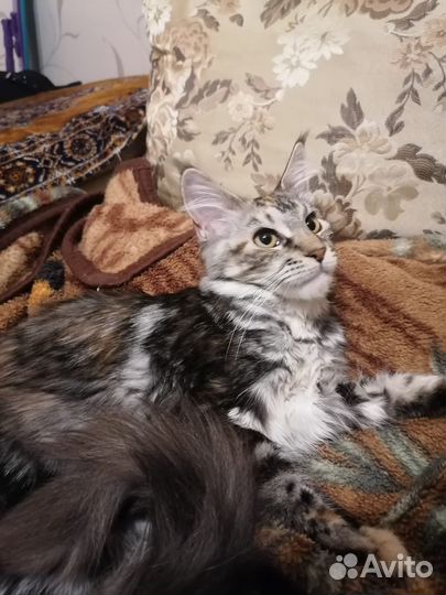 Мейн-кун котенок