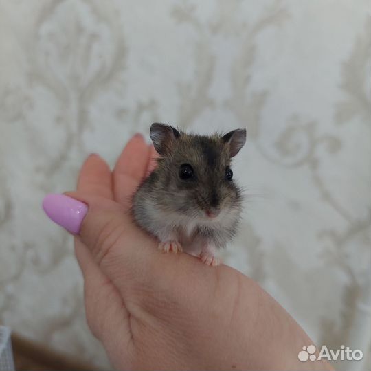 Джунгарский хомяк