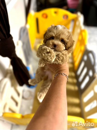 Мальтипу f1 Супер mini мальчик