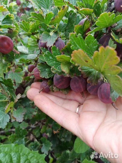 Черная малина Кумберленд