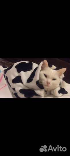 Отдам кошечку. Турецкая Ангора. 5 лет