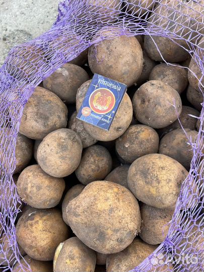 Картофель сорт коломбо