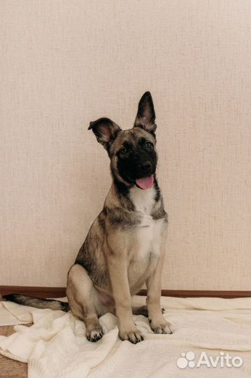 Дрессировка и воспитание собак(выгул)