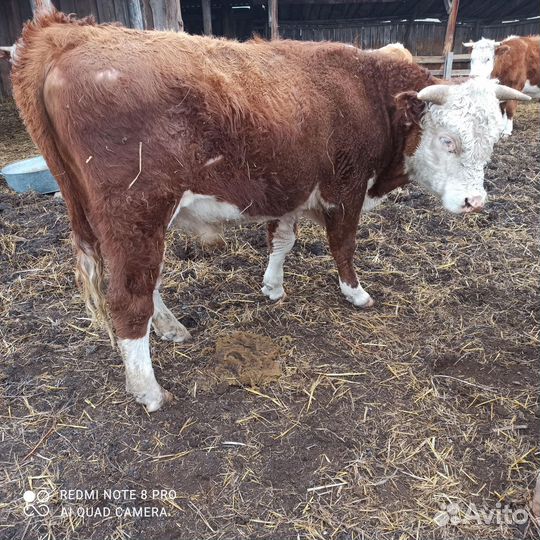 Бык на племя