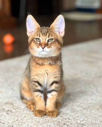 Чаузи Ф1 (Chausie F1) Питомник SoulCats