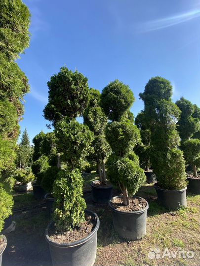 Туя Формированная 3,8 метра