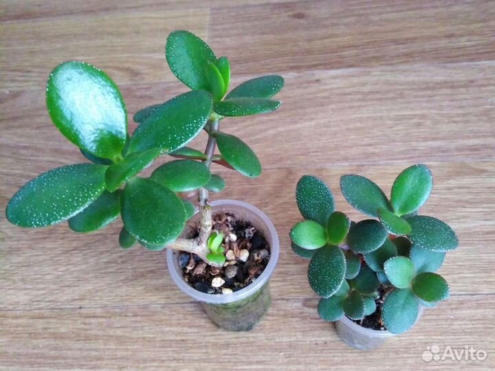 Суккуленты и Сансы Сортовые Часть 2