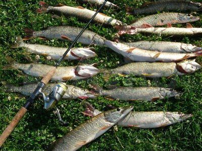 Дом 54 м² на участке 7 сот.