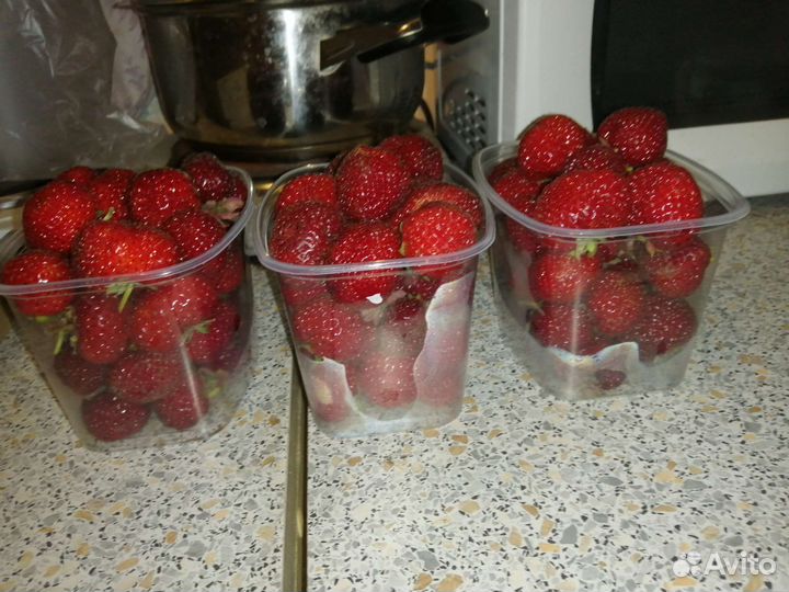 Клубника Рубин саженцы