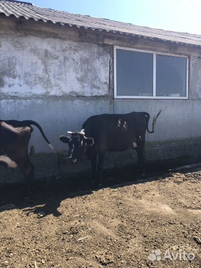 Корова стельная дойная, телят(бички)