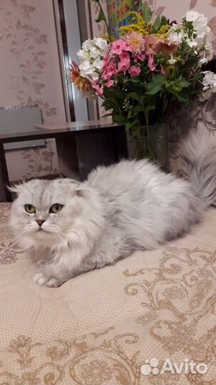 Котик на вязку