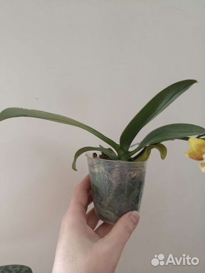 Орхидея: Phal. KS Fragrance