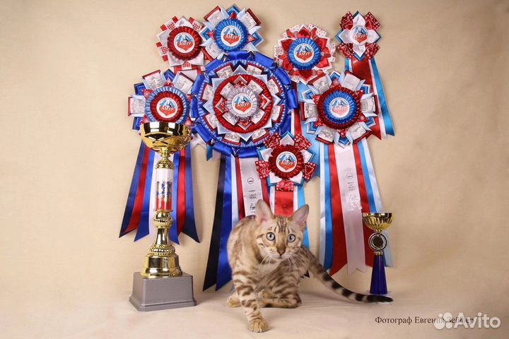 Вязка бенгальский кот Elisey Crimean Pride