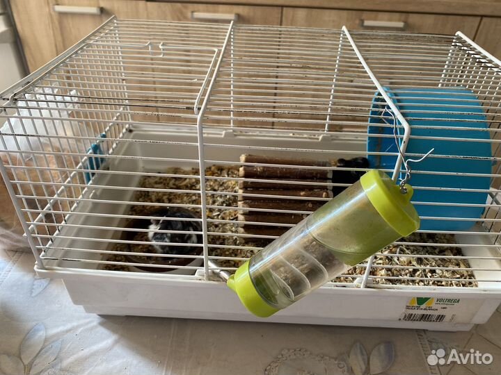 Хомячки с клеткой бесплатно