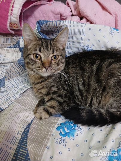 Кот, 5-6 мес
