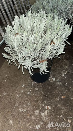 Лаванда саженцы