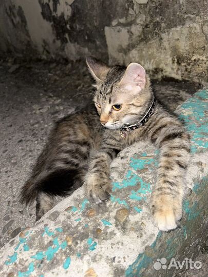 Кошка в дар