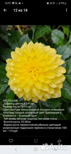 Вегетативные цветы
