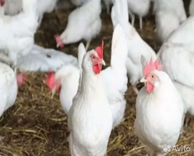 Куры Ломанбраун, Хайсекс, Доминант, Коралл-ник