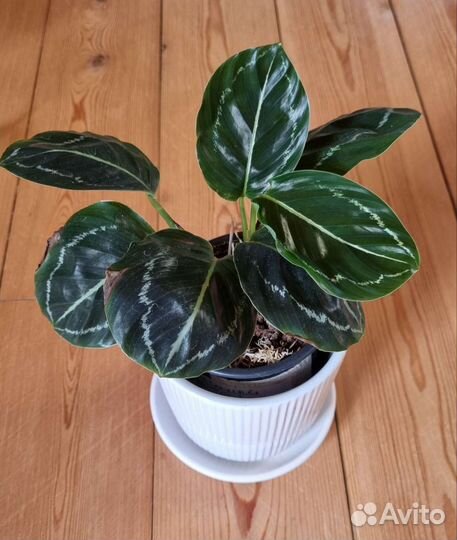 Калатеи Филодендроны