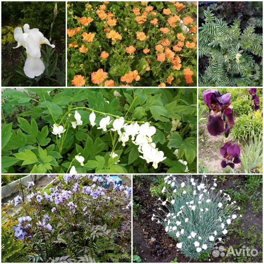 Многолетние неприхотливые садовые растения