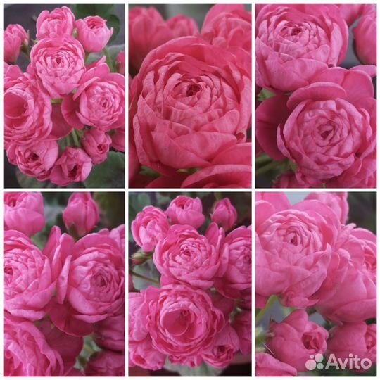 Пеларгонии сортовые коллекционные