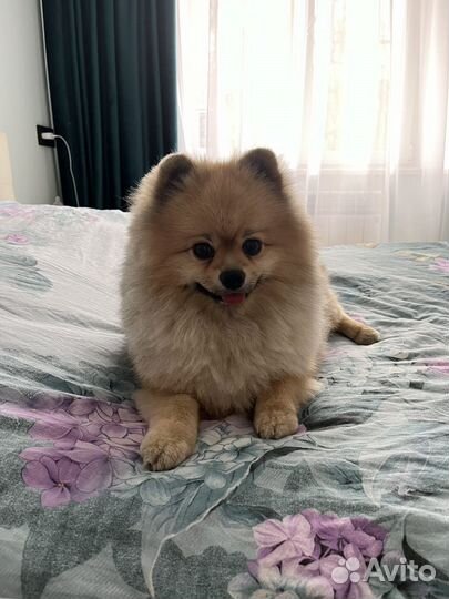 Шпиц. Вязка