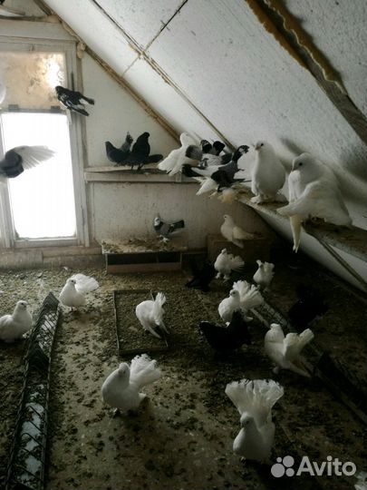 Голуби статные