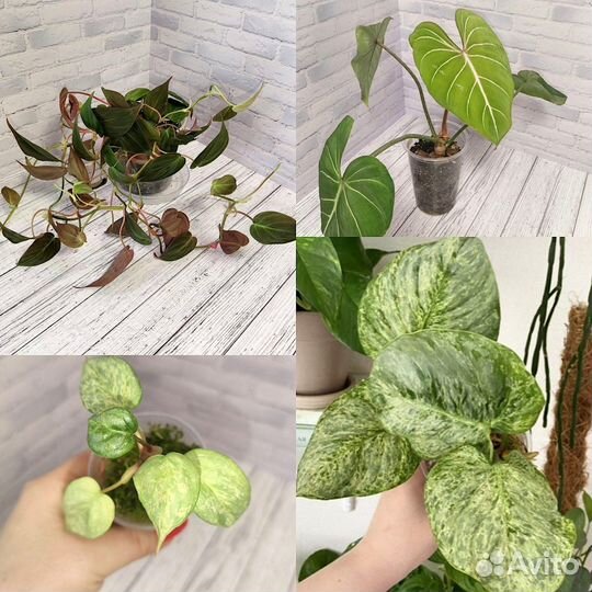 Филодендроны