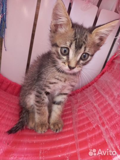 Кошка в дар бесплатно