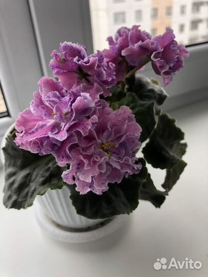 Сортовые фиалки