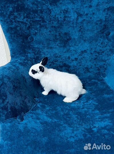 Кролики декоративные мини