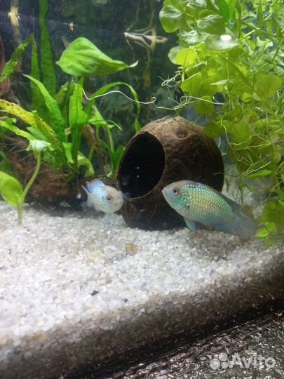 Аквариумные рыбки бесплатно