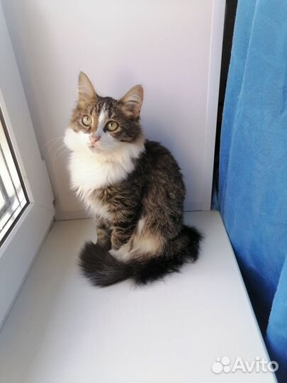 Котик в добрые руки