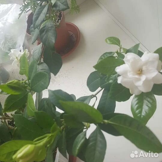 Гардения жасминовидная