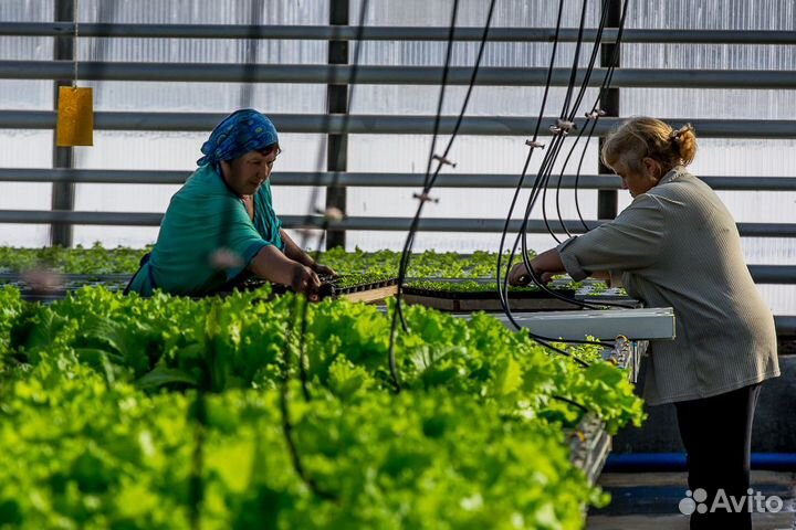 Фасовщики на овощебазу/вахта и проживание