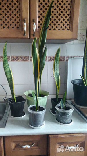 Сансевиерия с желтой оконтовкой