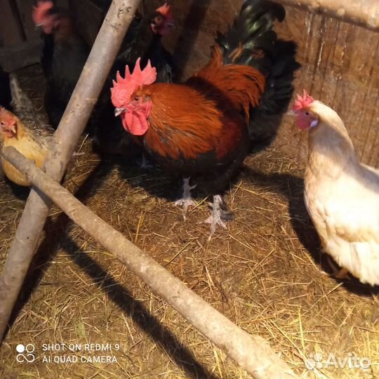 Яйца для инкубации