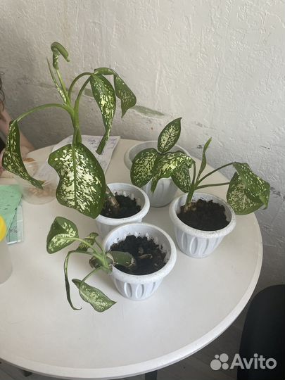 Диффенбахия