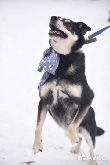 Собака в добрые руки отдам бесплатно