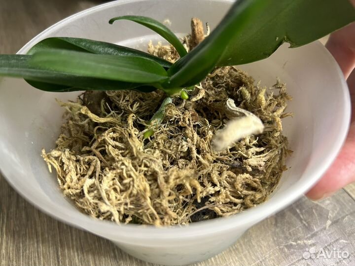 Орхидеи фаленопсисы