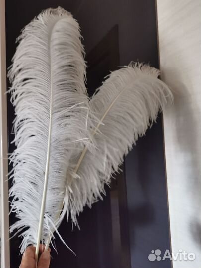 Перья страуса