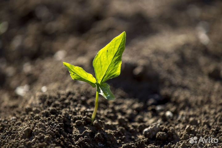 Земля / Чернозем / Плодородный грунт