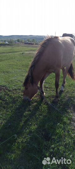 Лошадь кобыла