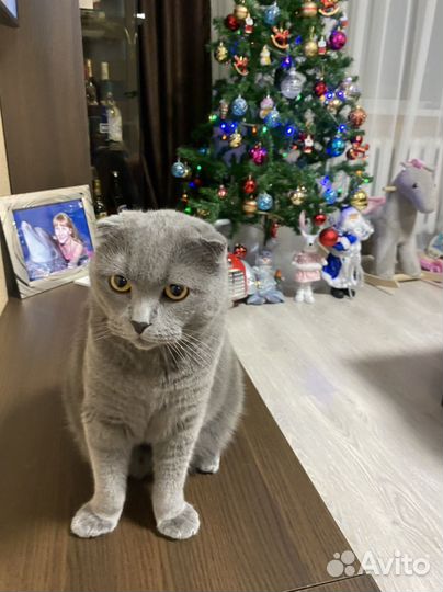 Кот шотландский вислоухий