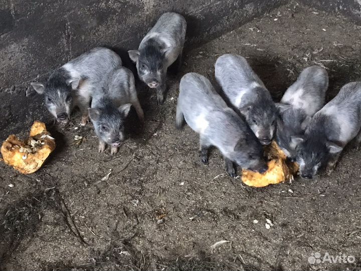 Вьетнамск вислобрюхий поросенок