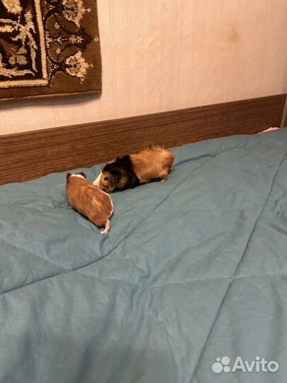 Морская свинка